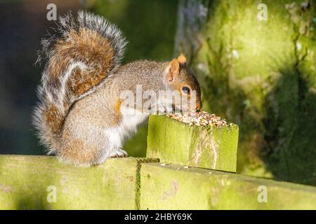 Eine nach England eingeführte Art, das Grauhörnchen Sciurus carolinensis, das Futter für Wildvögel in der englischen Landschaft frisst Stockfoto