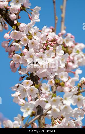 Prunus × yedoensis 'Somei-Yoshino'. yoshino-Kirsche, Hybridkirsche. Kirschblüte, Frühling Stockfoto