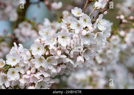 Prunus × yedoensis 'Somei-Yoshino'. yoshino-Kirsche, Hybridkirsche. Kirschblüte, Frühling Stockfoto