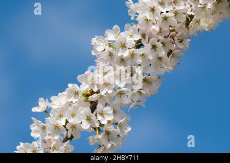 Prunus × yedoensis 'Somei-Yoshino'. yoshino-Kirsche, Hybridkirsche. Kirschblüte, Frühling Stockfoto