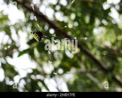 Eine Nahaufnahme von Gasteracantha cancriformis, spinybacked Orbweaver. Stockfoto
