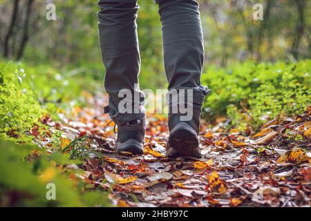 Frau trägt Wanderstiefel und geht im Herbst auf dem Wanderweg im Wald Stockfoto