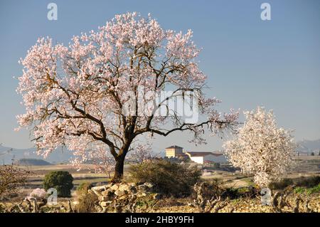 Weinberge in der Nähe von San Asensio mit blühenden Mandelbäumen in La Rja, Spanien Stockfoto