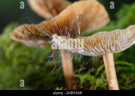 Motorhaubennadelform (Spinellus fusiger), die aus der Kappe eines Russet-Hartschenkels (Gymnopus dryophilus)-Pilzes wächst, Gloucestershire, Großbritannien, Oktober. Stockfoto