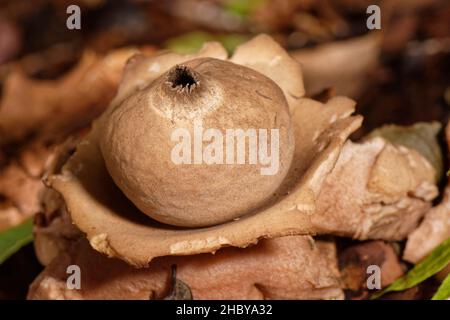 Ausgestellter Erdstern (Geastrum triplex) unter dem Laubstreu aus Buchenwald, wobei der Sporensack auf dem „Kragen“ sitzt, der von seinen geschälten Rückenstrahlen, Bu, hinterlassen wird Stockfoto