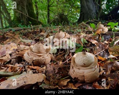 Colrared Earthstar (Geastrum Triplex)-Gruppe unter den Laubblättern aus Buchenholz, Buckholt wood NNNR, Gloucestershire, Großbritannien, Oktober. Stockfoto