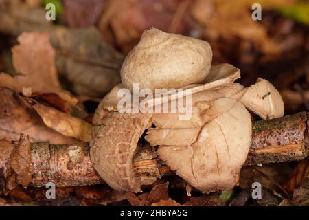 Ausgestreckter Erdstern (Geastrum Triplex) mit gewellten Rückenstrahlen, die einen gefallenen Stock zwischen Buchenwald-Blattstreu, Gloucestershire, Großbritannien, im Oktober, ergattert haben. Stockfoto