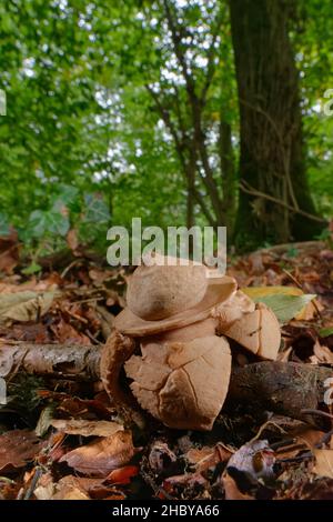 Ausgestreckter Erdstern (Geastrum triplex) unter dem Laubstreu im Buchenwald, wobei der Sporensack auf dem „Kragen“ sitzt, der von seinen geschälten Rückenstrahlen zurückgelassen wurde, Großbritannien Stockfoto