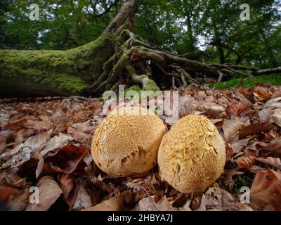 Gewöhnlicher Erdball/Schweinsleder-Giftpuffball (Scleroderma citrinum) auf Waldboden-Blattstreu im alten Buchenwald, New Forest, Hampshire, Großbritannien Stockfoto