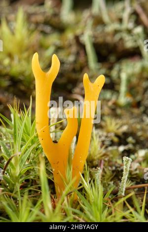 Gelber Stagshorn-Pilz (Calocera conccosa), der auf dem Waldboden unter Nadelbäumen unter Moosen und Flechten wächst, Bolderwood, New Forest, Hampshire, Großbritannien. Stockfoto