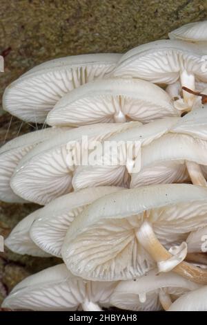 Porzellanpilz (Oudemansiella mucida) wächst auf dem Stamm eines verfaulenden Buchenbaums (Fagus sylvatica), New Forest, Hampshire, Großbritannien, Oktober. Stockfoto