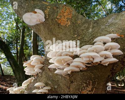 Porzellanpilz (Oudemansiella mucida) wächst auf dem Stamm eines verfaulenden Buchenbaums (Fagus sylvatica), New Forest, Hampshire, Großbritannien, Oktober. Stockfoto