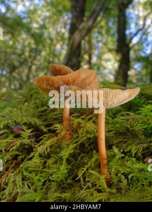 Russet Shurghank (Gymnopus dryophilus) Pilze mit einem von Bonnet Pin Schimmel (Spinellus fusiger) infizierten, Lower Woods, Gloucestershire, Großbritannien, Oktober. Stockfoto