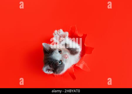 Niedliches Kätzchen isoliert auf rotem Hintergrund. Curioity Kätzchen guckt über den roten Lochrahmen aus Papier und spielt mit der Pfote. Flauschige Katze klettert aus dem Loch. Humor Stockfoto