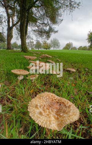 Zottelige Parasol-Pilze (Chlorophyllum rhacodes), die in einem großen Feenring am Rande eines Golfplatzes wachsen, Wiltshire, Großbritannien, Oktober. Stockfoto