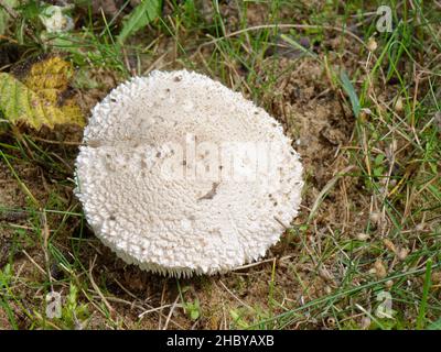 Smoky Dapperling (Leucoagaricus barssii) eine Art aus dem Red Data Book in Großbritannien, die auf stabilen Sanddünen an der Küste wächst, Merthyr Mawr Warren, Wales, Großbritannien, Okt Stockfoto