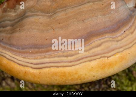 Southern Bracket Fungus (Ganoderma australe) Growth rings, Buckholt wood NNR, Gloucestershire, Großbritannien, Oktober. Stockfoto