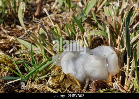 „Star Jelly“, gewöhnlicher Frosch (Rana Temporary), Überreste von Eierstöcken, die nach starkem Regen von einem Raubtier in sumpfigem Grasland hinterlassen wurden, Fritham, New Forest, Großbritannien, Oktober Stockfoto