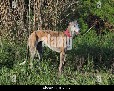 Spanischer Windhund (Galgo), weiblich, auf grünem Feld Stockfoto