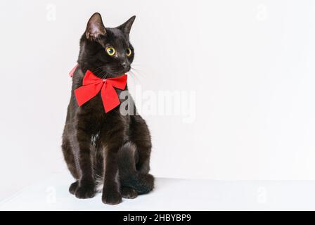 Schwarze Katze mit einer roten Schleife am Hals posiert im Studio auf weißem Hintergrund. Schöne Katze sieht mit großen gelben Augen aus Stockfoto