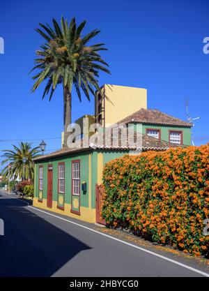 Haus mit Palme und flammendem Weinstock oder Orangentrompete (Pyrostegia venusta), San Andres, La Palma, Spanien Stockfoto