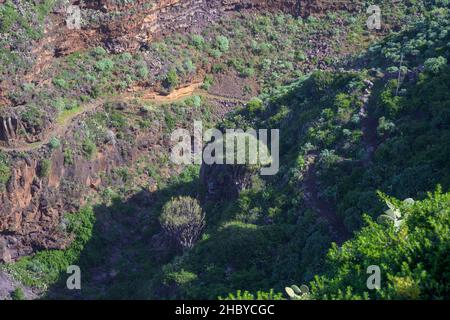 Blick vom Mirador El Chorro auf die Kanarischen Inseln drachenbaum (Dracaena draco), Barranco de los Sables, Santo Domingo, La Palma, Spanien Stockfoto