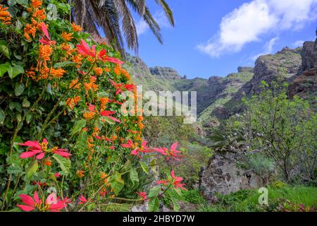 Flammenrebe oder Orangentrompete (Pyrostegia venusta) und Poinsettia (Euphorbia pulcherrima), Bergdorf Masca im Teno-Gebirge, Masca Stockfoto