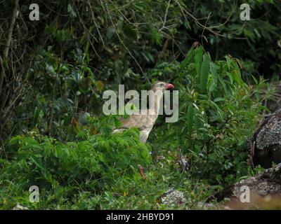 Rotbeinige Seriema (Cariama cristata - Siriema) typischer Vogel der brasilianischen Cerrados. Er erreicht eine durchschnittliche Höhe von 70 Zentimetern und kann 90 Cen erreichen Stockfoto