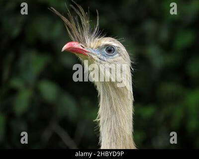 Rotbeinige Seriema (Cariama cristata - Siriema) typischer Vogel der brasilianischen Cerrados. Er erreicht eine durchschnittliche Höhe von 70 Zentimetern und kann 90 Cen erreichen Stockfoto