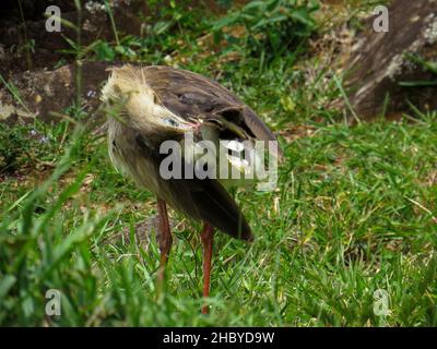 Rotbeinige Seriema (Cariama cristata - Siriema) typischer Vogel der brasilianischen Cerrados. Er erreicht eine durchschnittliche Höhe von 70 Zentimetern und kann 90 Cen erreichen Stockfoto