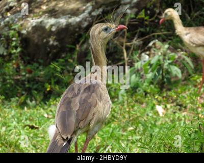 Rotbeinige Seriema (Cariama cristata - Siriema) typischer Vogel der brasilianischen Cerrados. Er erreicht eine durchschnittliche Höhe von 70 Zentimetern und kann 90 Cen erreichen Stockfoto