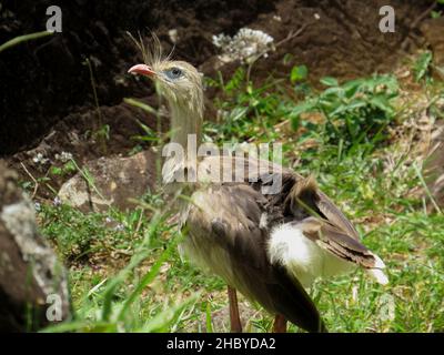 Rotbeinige Seriema (Cariama cristata - Siriema) typischer Vogel der brasilianischen Cerrados. Er erreicht eine durchschnittliche Höhe von 70 Zentimetern und kann 90 Cen erreichen Stockfoto