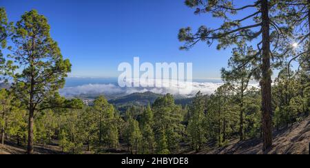 Nebelmeer und Pinienwald der Kanarischen Inseln, Vilaflor, Kanarische Inseln, Spanien Stockfoto