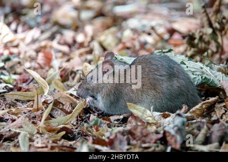Braune Ratte (Rattus norvegicus), Futtersuche, Essen, Ruhrgebiet, Nordrhein-Westfalen, Deutschland Stockfoto