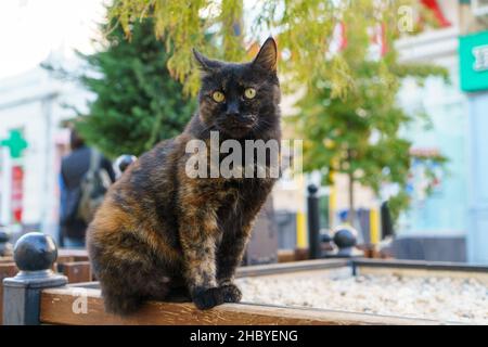 Eine obdachlose Katze mit gemischter Farbe sitzt auf einer Bank auf der Straße in der Stadt und wacht herum. Ein wehrloses Tier auf die Straße geworfen Stockfoto