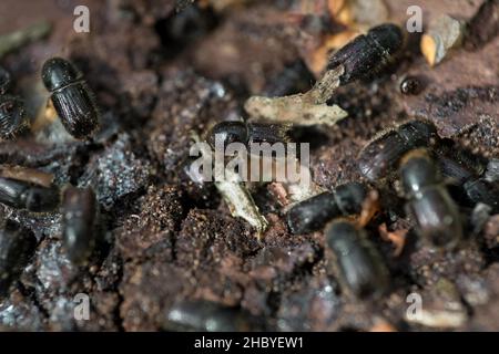 Europäischer Fichtenrindenkäfer (IPS typographius), großer Käfer-Haufen auf der Fichtenrinde, Hattingen, Nordrhein-Westfalen, Deutschland Stockfoto