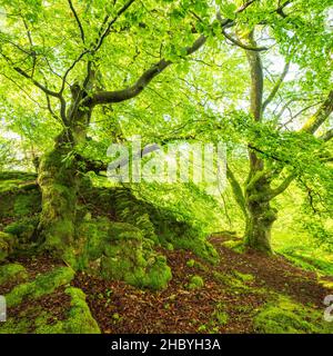 Knarrige alte, mit Moos bewachsene Buchen, Nationalpark Kellerwald-Edersee, Hessen, Deutschland Stockfoto