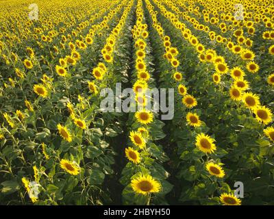 Reihen von leuchtend gelben Sonnenblumen auf dem Feld. Luftaufnahme über den Pflanzen Stockfoto