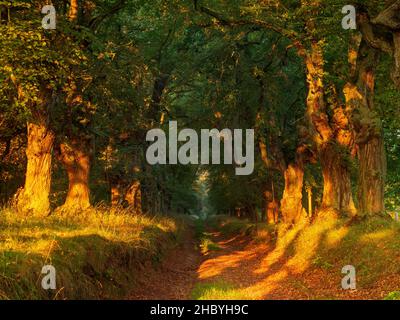 Alte Lindenallee bei Kyffhaeuser im ersten Morgenlicht, Kyffhaeuserkreis, Thüringen, Deutschland Stockfoto