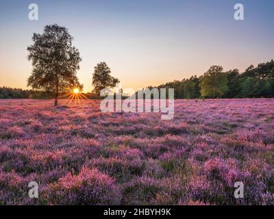 Typische Heidenlandschaft mit blühender Heide und Birken bei Sonnenuntergang, Lüneburger Heide, Niedersachsen, Deutschland Stockfoto