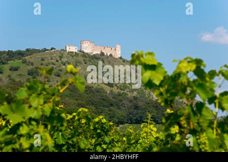 Burgruine Devicky, Maidenburg und Weinberg, Pavlov, Pollau, okres Breclav, Bezirk Lundenburg, Jihomoravsky kraj, Tschechische Republik Stockfoto