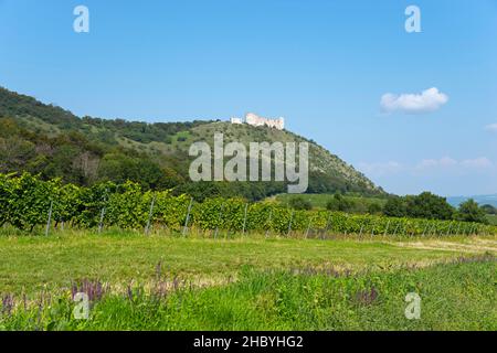 Burgruine Devicky, Maidenburg und Weinberg, Pavlov, Pollau, okres Breclav, Bezirk Lundenburg, Jihomoravsky kraj, Tschechische Republik Stockfoto