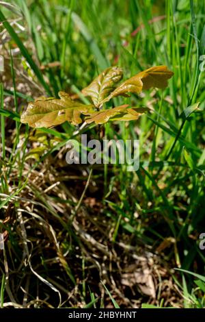 Englische Eiche (Quercus robur). Junge, durch Grünlandflora auftauchende Kröten, von Eichhörnchen oder Eichelhäher bestattete Eichel, Vorjahr, Stockfoto