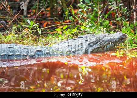 American Alligator (Alligator missipiensis), Sanibel Island, J.N. Ding Darling National Wildlife Refuge, Florida, USA Stockfoto