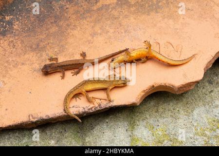 Junge, junge, glatte oder gewöhnliche Newts (Lissotriton vulgaris). Entdeckt versteckt unter Garten keramische Blumentöpfe. Vor kurzem vom Gartenteich abgereist Stockfoto