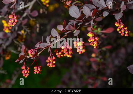 Berberis , japanischer Berberbeere ornamental blühender Strauch, schöne kleine gelbe Blütenblätter in Blüte, lila rötliche Blätter. Stockfoto