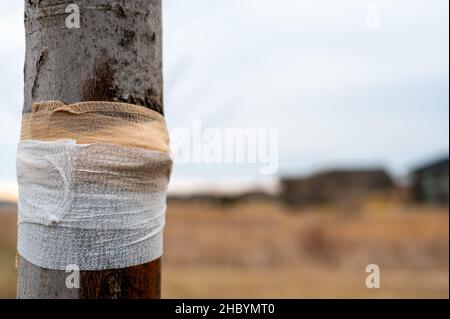 Beschädigter Baum mit saft, der die Rinde ausweint, und einem schützenden Verband Stockfoto