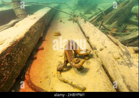 Schiffswrack Überreste eines alten Holzdampfers im Lake Superior Stockfoto