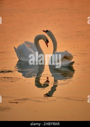 Zwei wunderschöne Schwäne auf dem See bei Sonnenuntergang im Winter, aufgenommen von Fujifilm GFX 100s und Fujinon GF 250 Stockfoto