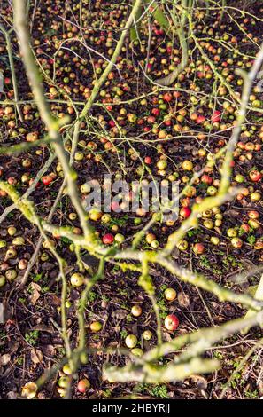 Winter Windfall Äpfel Cambridgeshire Stockfoto